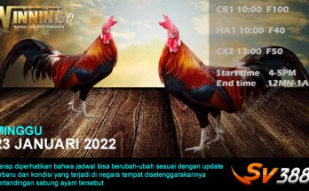 Jadwal Sabung Ayam Sv388 23 Januari 2022