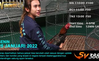 Jadwal Sabung Ayam Sv388 25 Januari 2022