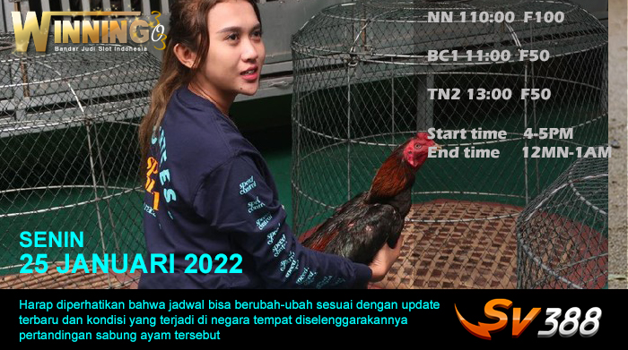 Jadwal Sabung Ayam Sv388 25 Januari 2022